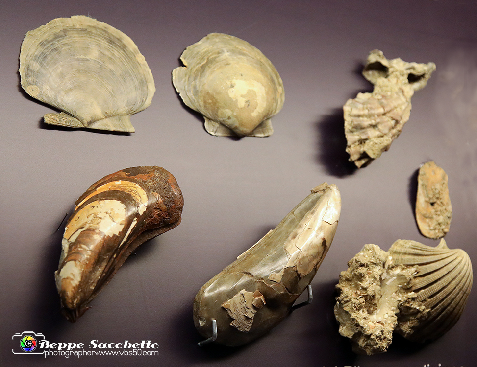 VBS_9106 - Museo Paleontologico - Asti.jpg